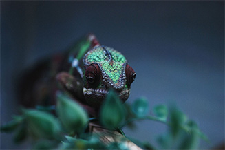 カメレオンの写真