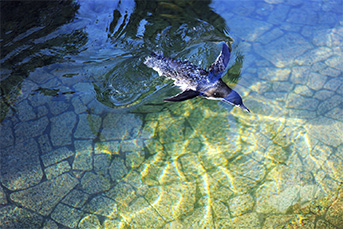 ペンギンの写真